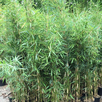 Bambou non traçant 'Robusta Campbell' - Fargesia Robusta Campbell