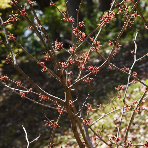 HAMAMELIS INT. RUBY GLOW 40/60 CM
