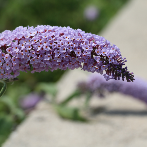 Arbre aux papillons 'Butterfly Candy' Lila -  Buddleja davidii 'Butterfly Candy' Lila
