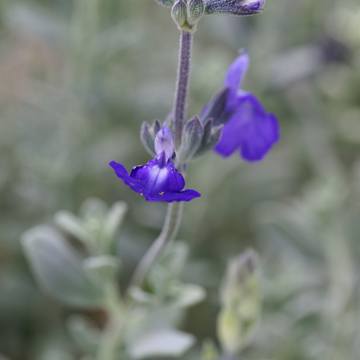 Sauge du Mexique 'Silver leaves' - Salvia chamaedryoides 'Silver leaves'