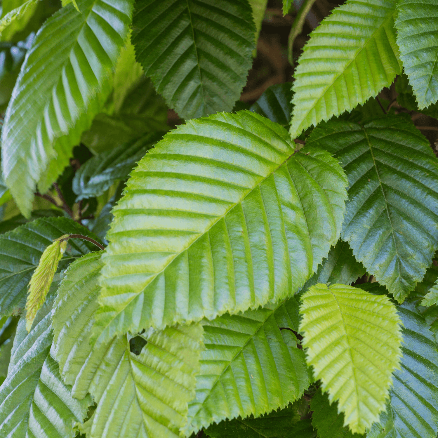 Charme commun, Charmille - Carpinus betulus - FLEURANDIE