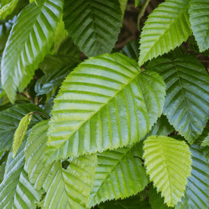Charme commun, Charmille - Carpinus betulus - FLEURANDIE
