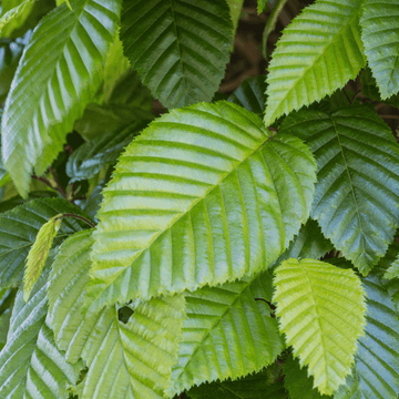 Charme commun, Charmille -  Carpinus betulus