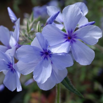 Phlox divaricata Chattahoochee