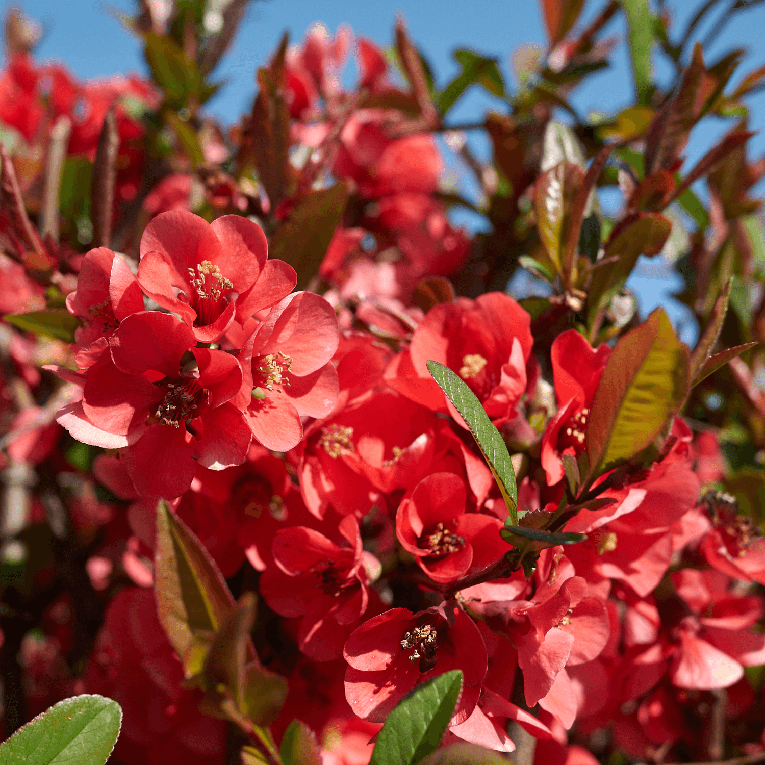 Cognassier du Japon 'Hot Fire' - Chaenomeles speciosa 'Hot Fire' - FLEURANDIE