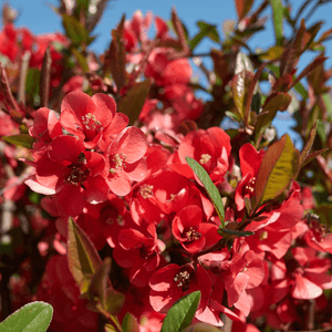 Cognassier du Japon 'Hot Fire' - Chaenomeles speciosa 'Hot Fire' - FLEURANDIE