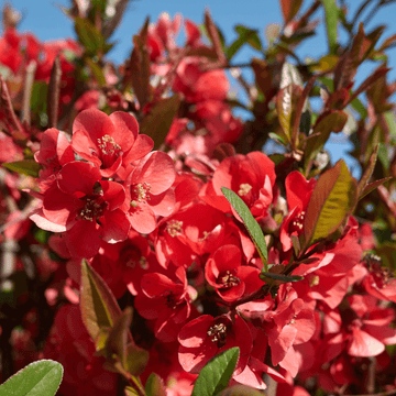 Cognassier du Japon 'Hot Fire' - Chaenomeles speciosa 'Hot Fire'