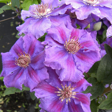 Clématite 'Ashva' - Clematis 'Asvha'