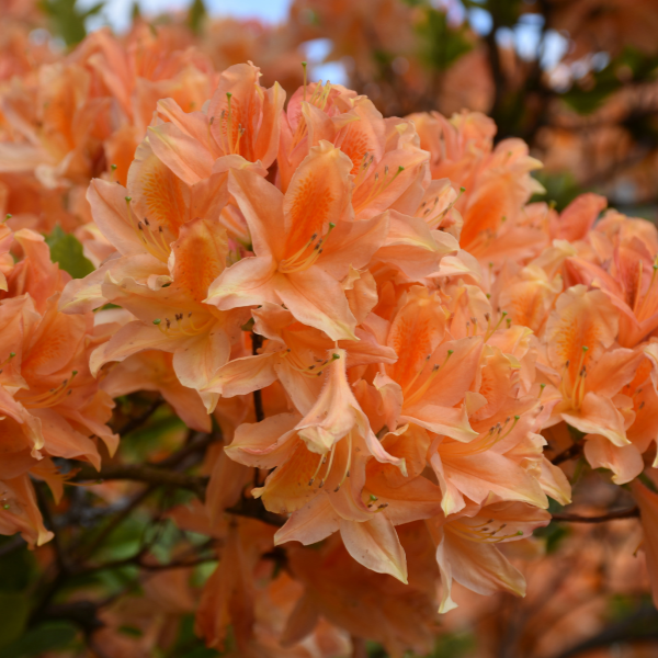 Azalée japonaise 'Geisha Orange' - Azalea japonica 'Geisha Orange'