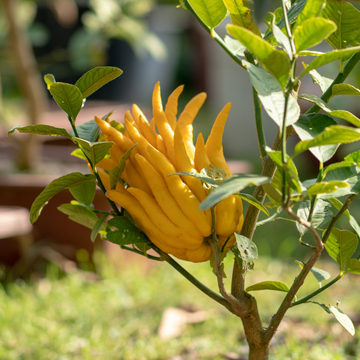 Citronnier Main De Bouddha