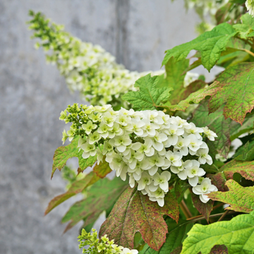 Hortensia à feuilles de chêne - Hydrangea quercifolia