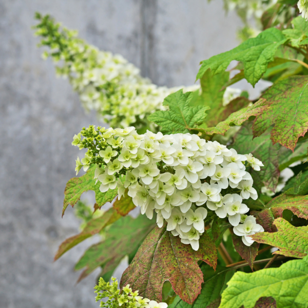 Hortensia à feuilles de chêne - Hydrangea quercifolia