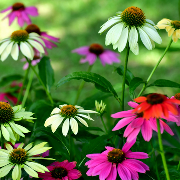 Echinacea varié