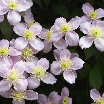 Clématite des montagnes 'Tetrarose' - Clematis montana 'Tetrarose'