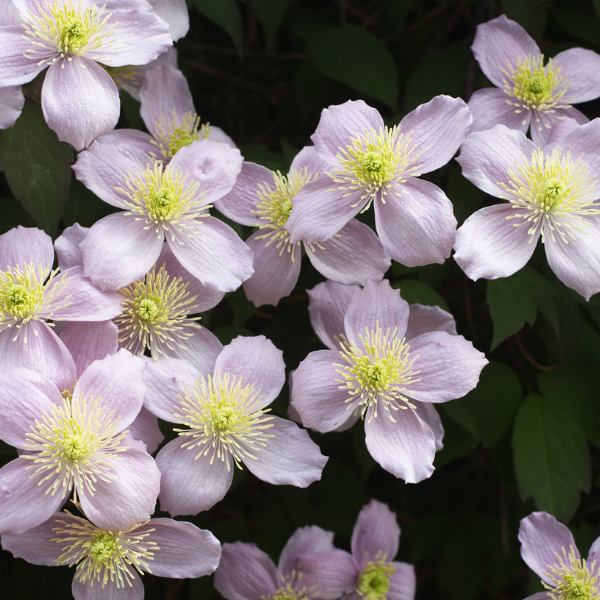 Clématite des montagnes 'Tetrarose' - Clematis montana 'Tetrarose'