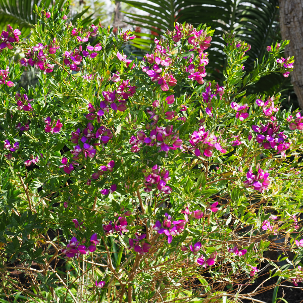 Polygale à Feuilles de Myrte - Polygala Myrtifolia