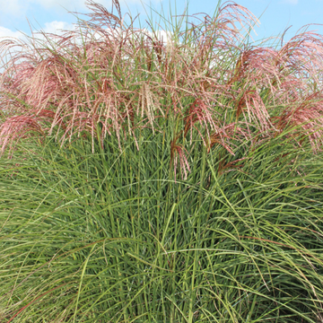 Miscanthus Sinensis Red Cloud®