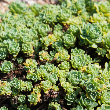 Orpin pachyclados - Sedum pachyclados