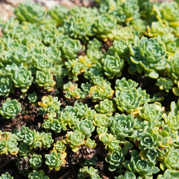Orpin pachyclados - Sedum pachyclados
