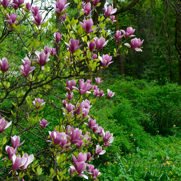 Magnolia