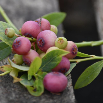 Myrtille rose Berry - Vaccinium corymbosum 'Pink berry'