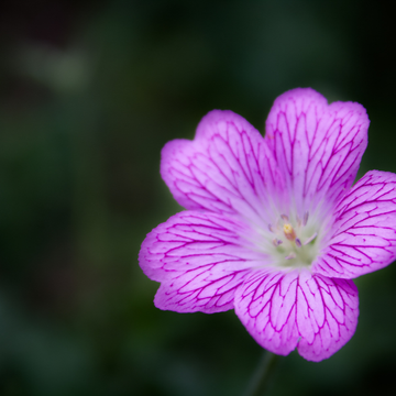 Érodium 'Bishop's Form' - Erodium variabile 'Bishop's Form'