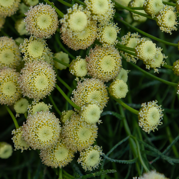 Santoline à feuilles vertes de romarin -  rosmarinifolia virens