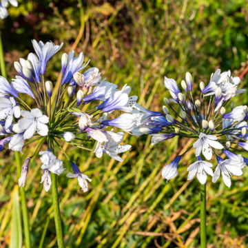 Agapanthe 'Twister' - Agapanthus 'Twister'