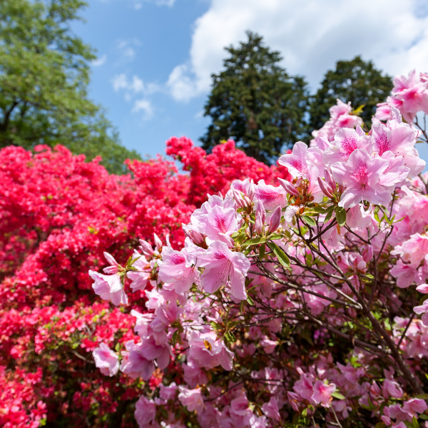 Azalée japonaise 'Mikado' - Azalea japonica 'Mikado'