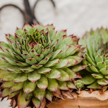 Joubarbe - Sempervivum x calcareum