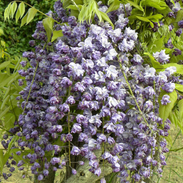 Glycine 'Black Dragon' ou violacea plena - Wisteria floribunda 'Black Dragon'