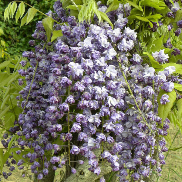 Glycine 'Black Dragon' ou violacea plena - Wisteria floribunda 'Black Dragon'