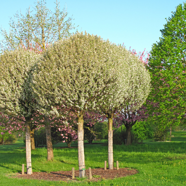 Cerisier du Japon Boule - Prunus Fruticosa Globosa