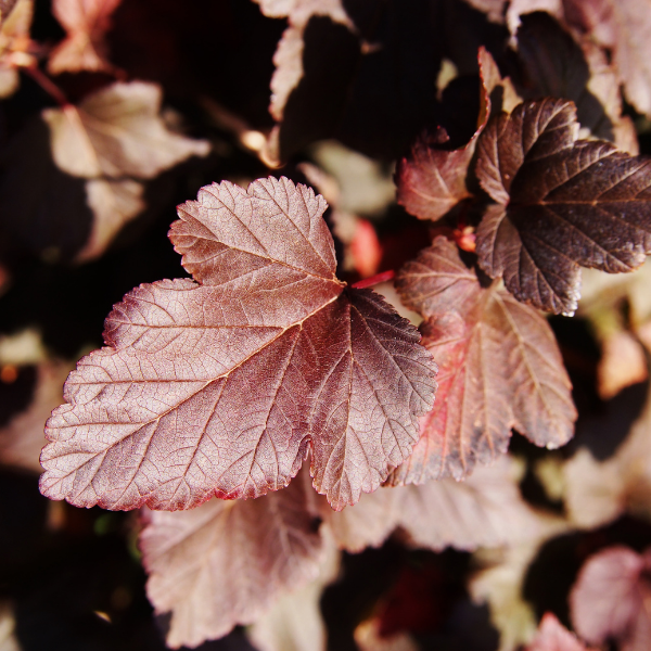Physocarpe à feuilles d'Obier 'Little Devil'® - Physocarpus opulifolius 'Little Devil'®