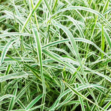 Laîche 'Variegata' - Carex brunnea 'Variegata'