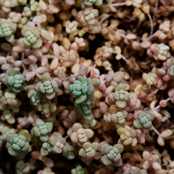 Orpin à feuilles épaisses - Sedum dasyphyllum