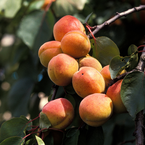 Abricotier 'Luizet' - Prunus armeniaca 'Luizet'