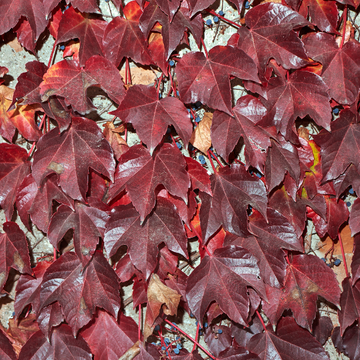 Vigne vierge japonaise 'Veitchii' - Parthenocissus tricuspidata 'Veitchii'