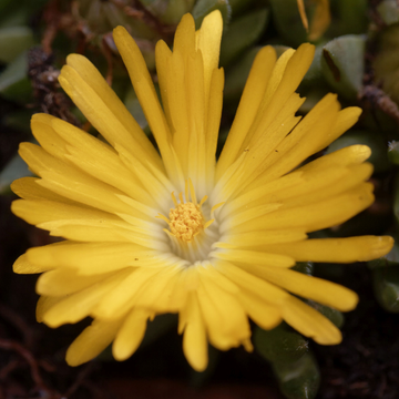 Pourpier Vivace Jaune - Delosperma Nubigenum Wow Golden Wonder