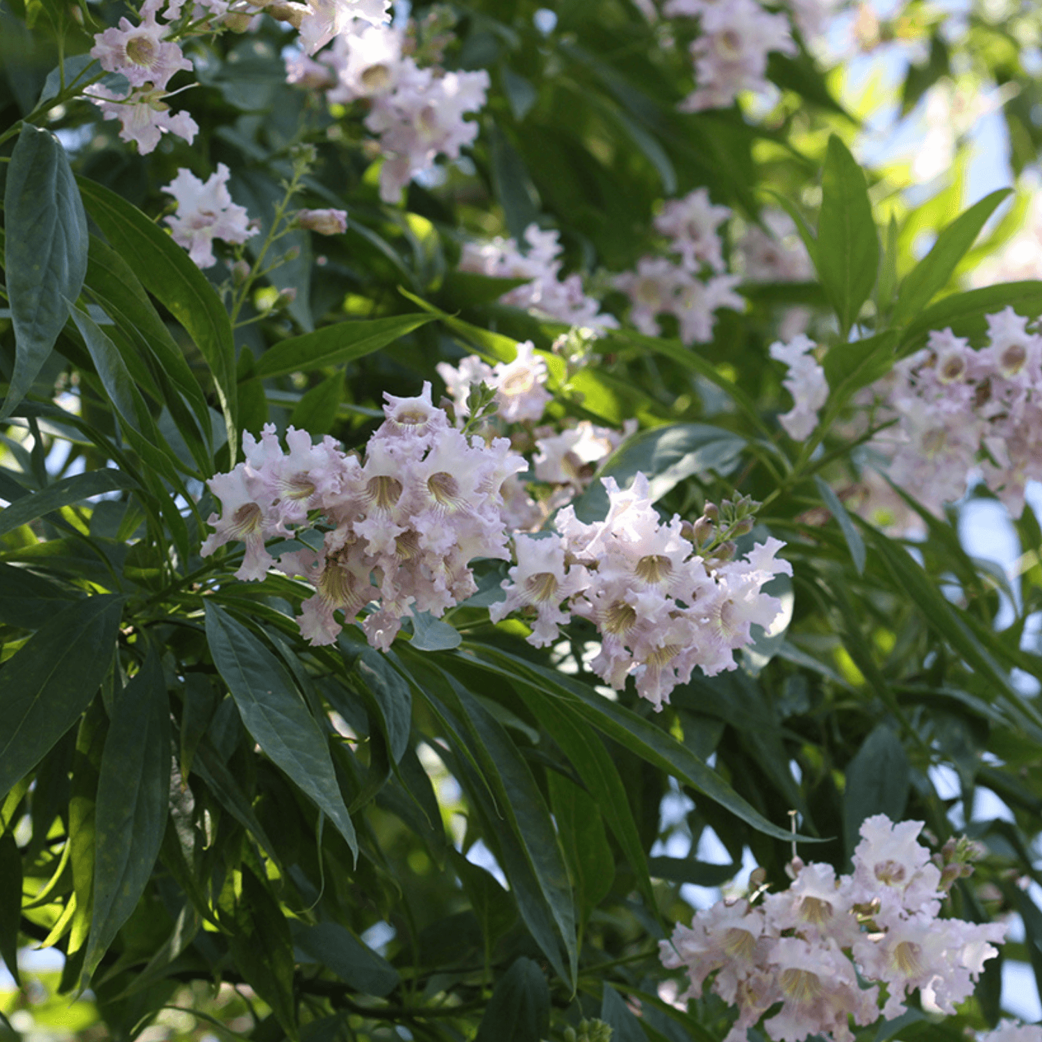 Chitalpa de Taschkent - Chitalpa tashkentensis - FLEURANDIE