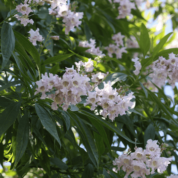 Chitalpa de Taschkent - Chitalpa tashkentensis