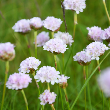 Gazon d'Espagne, Armérie maritime 'Alba' - Armeria maritima 'Alba'