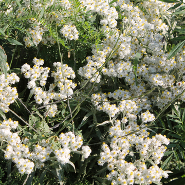 Immortelle D'argent 'Neuschnee' - Anaphalis Margaritacea 'Neuschnee