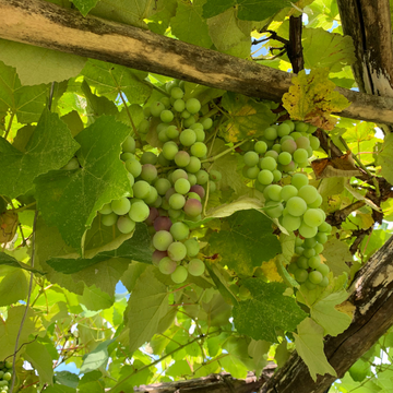 Vigne 'Italia' - Vitis vinifera 'Italia'