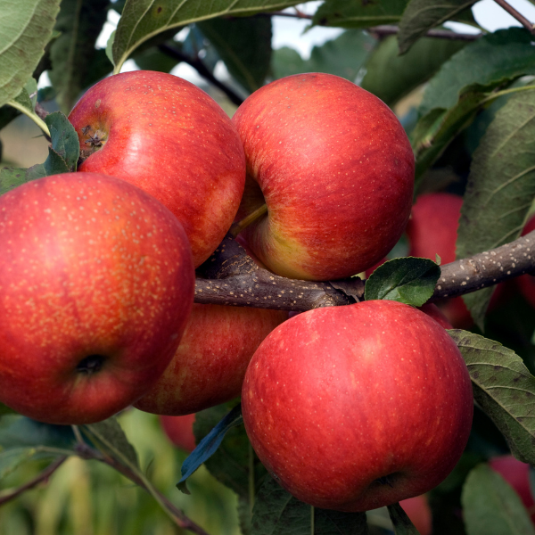 Pommier 'Elstar' - Malus domestica 'Elstar'