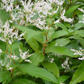 Persicaire polystachya - Persicaria polystachya
