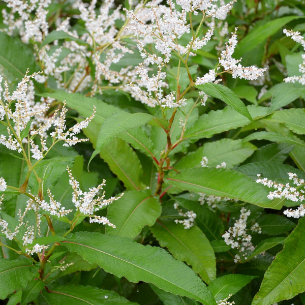 Persicaire polystachya - Persicaria polystachya