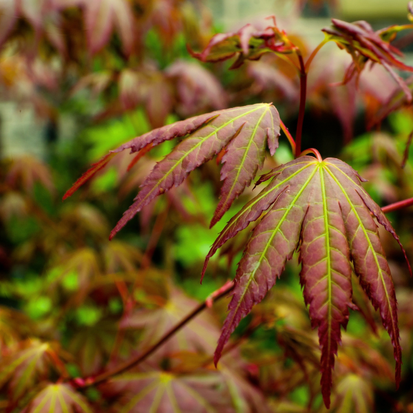 Acer Palmatum Sumi Nagashi