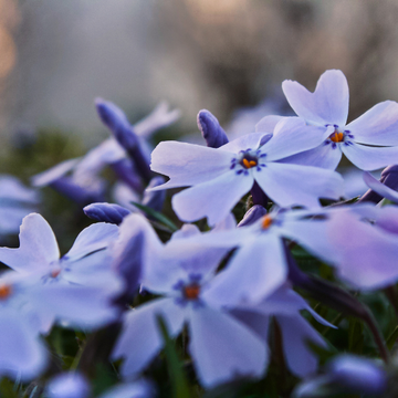 Phlox Subata Emerald Lilac - Phlox subulata 'Emerald Lilac'