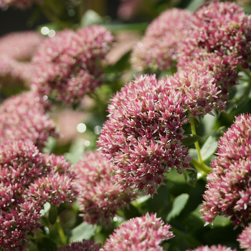 Sedum Carl
